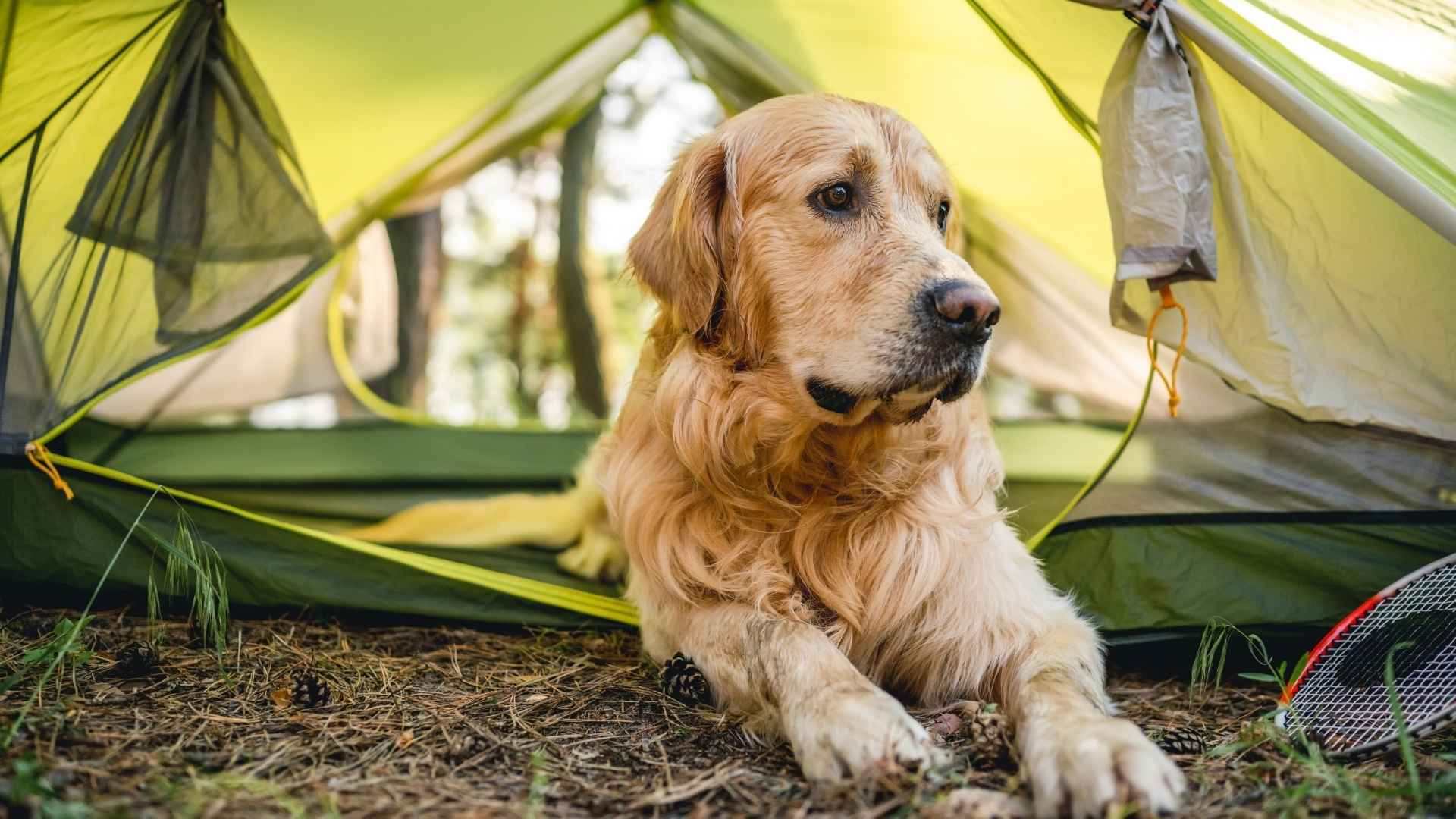 Camping petfriendly